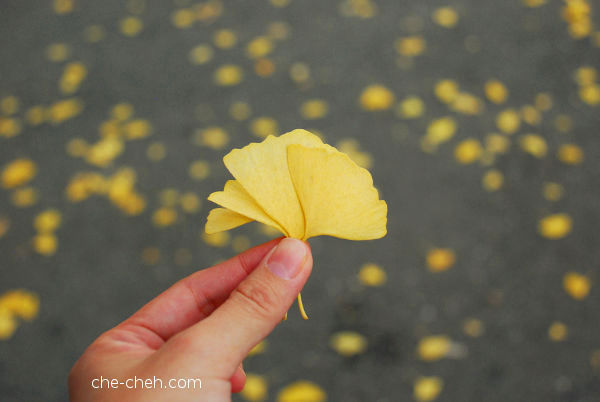 Autumn Gold Ginkgo Leaves @ Osaka